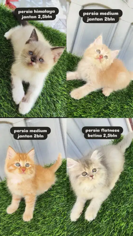 Persia kitten long hair