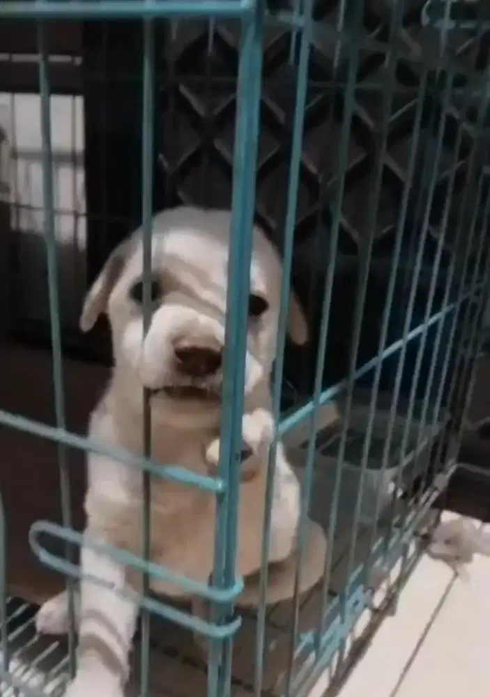 Dijual anjing Labrador Mix