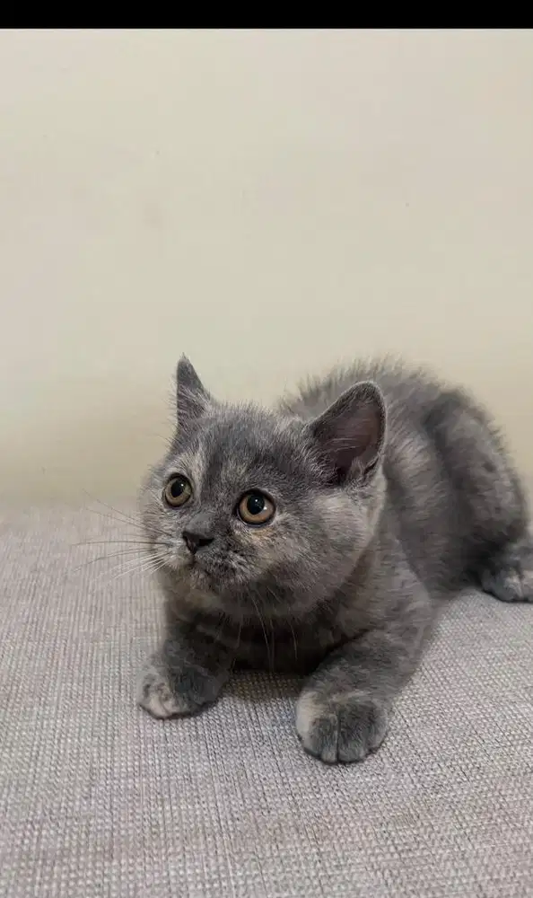 kucing bsh british short hair