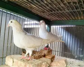 Merpati Pos Putih Sejodoh