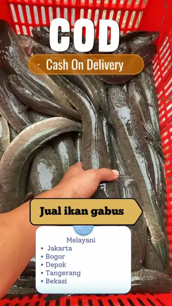 Jual gabus hidup