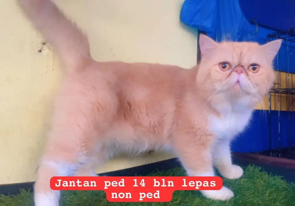 Kucing ras peacnose ped lepas non ped ( bukan persia )