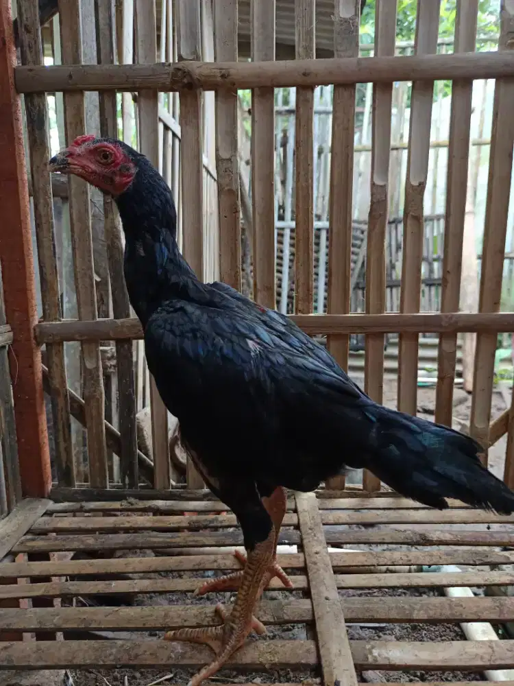 Anakan Ayam Bangkok Calon Big Size