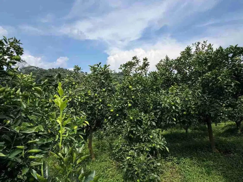 Bikin Cafe atau Villa di Sini? Auto Ramai! ☕