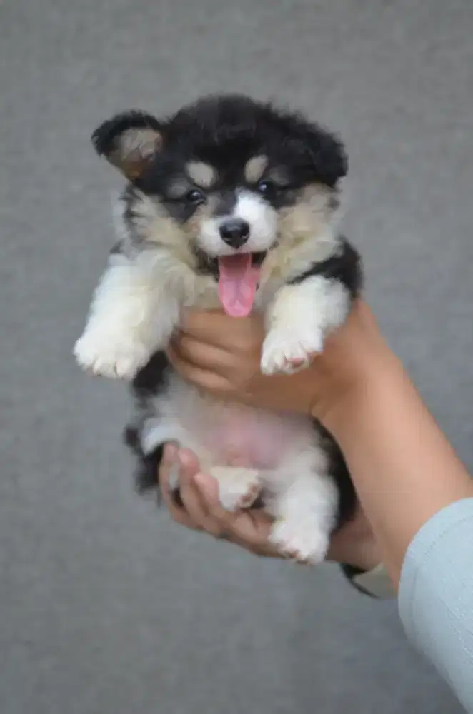 Corgi longhair tricolor 1 jantan 2 betina