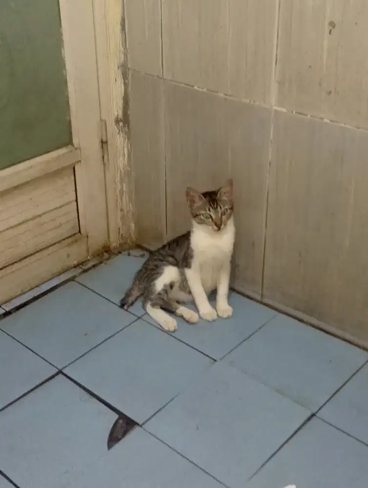 CAT SITTER panggilan