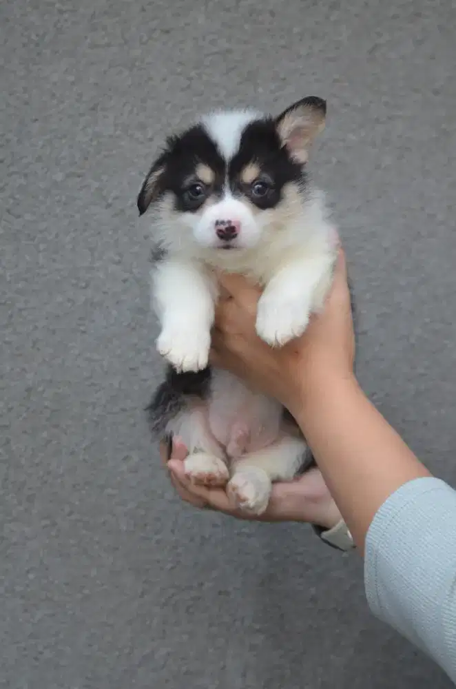 Corgi shorthair tricolor 1 jantan 1 betina