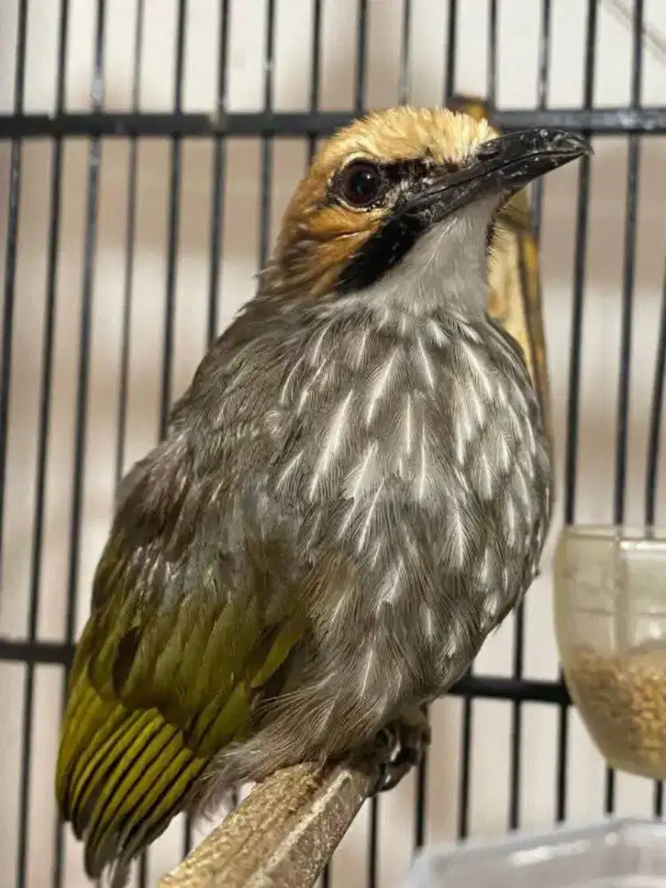 Cucak Rawa jantan ropel