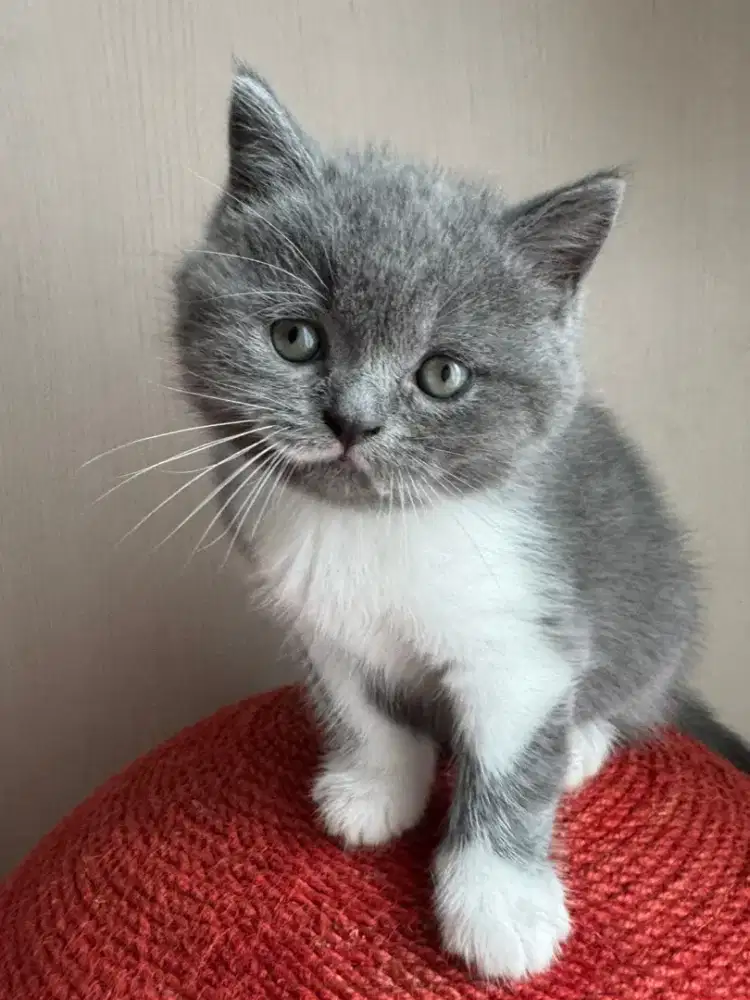 Kucing kitten british shorthair jantan ( BSH )