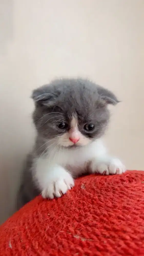 Kucing kitten scottish fold jantan