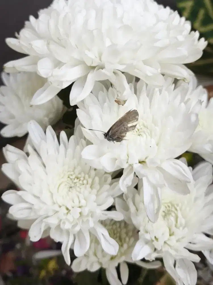 Lowongan ART/Baby Sitter/Pengasuh