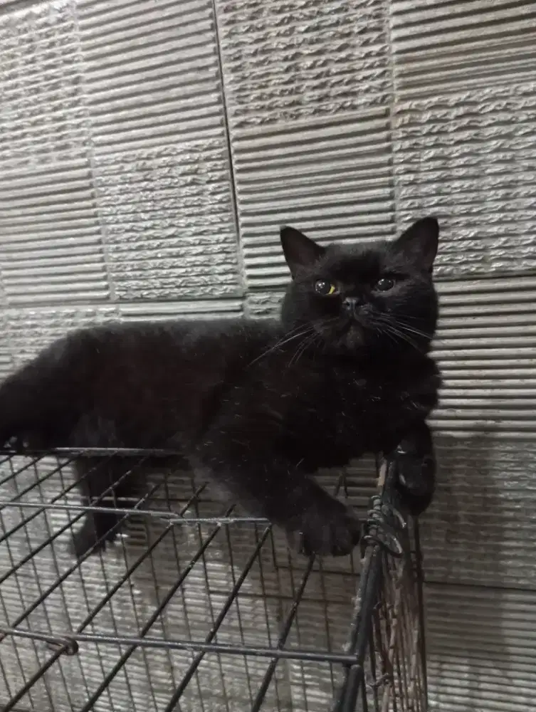 Kucing British Shorthair betina