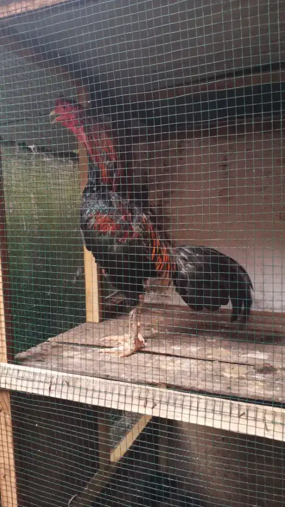 ayam pakhoy ukuran 3