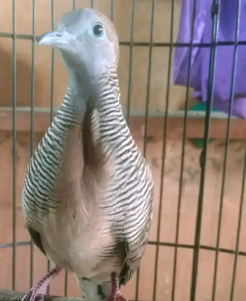 Perkutut pancuran mas super lokal