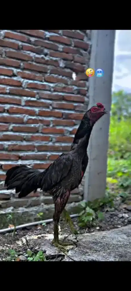 Ayam pama bulbi kuda lari