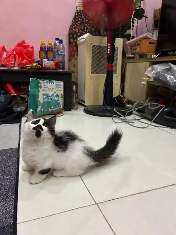 Munchkin Longhar Jantan