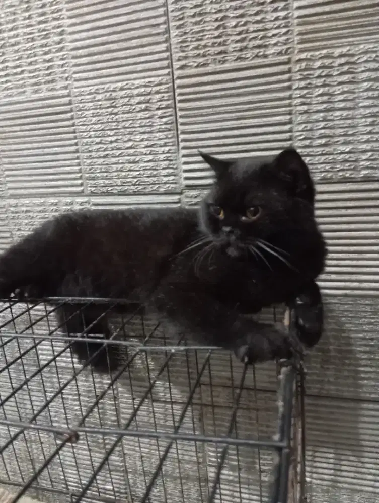 Kucing British Shorthair pure betina