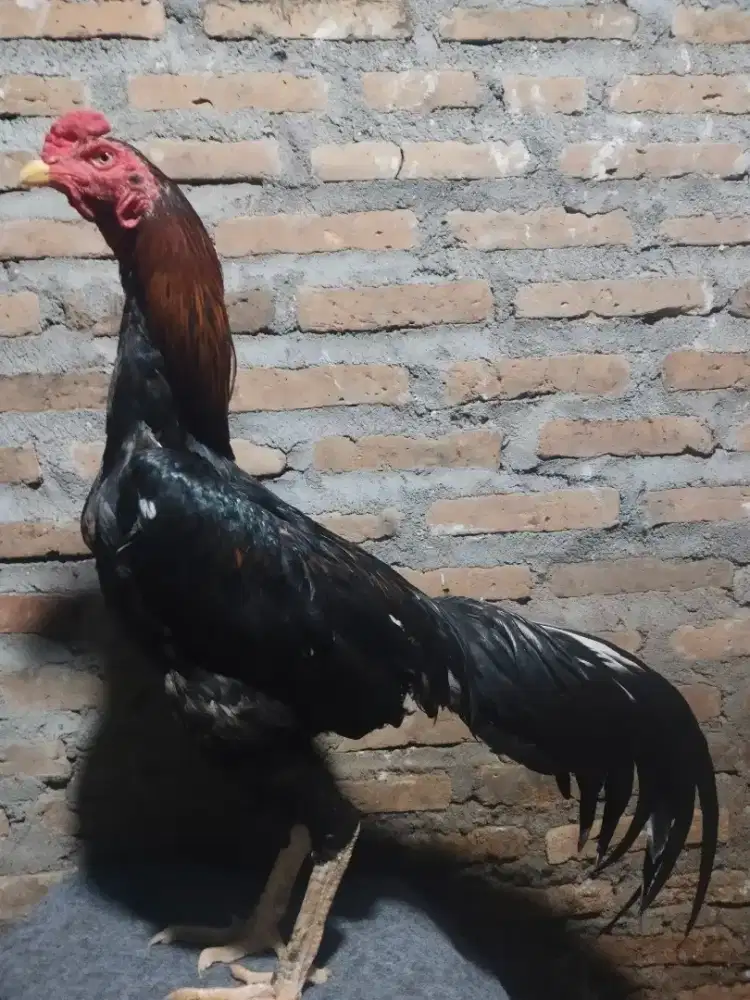 jual Ayam pakhoy muda