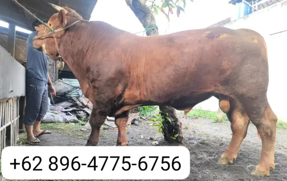 Sapi 1 Ton Kurang Lebih