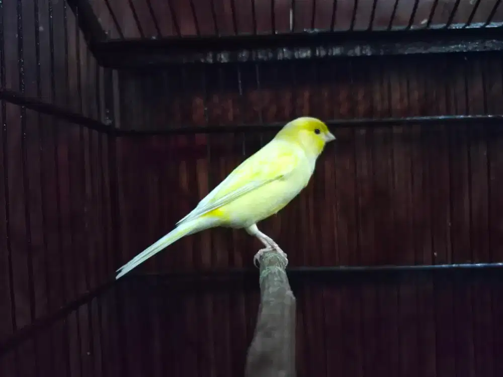 Kenari AF Kuning Gacor Ngerek