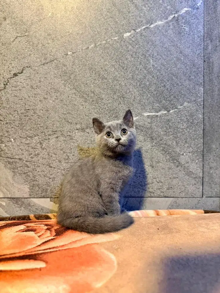 BSH blue solid female 5jt