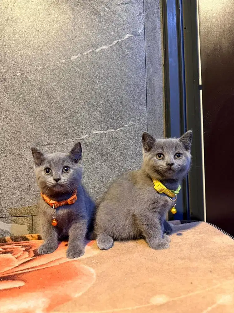 Bsh Blue solid betina murah