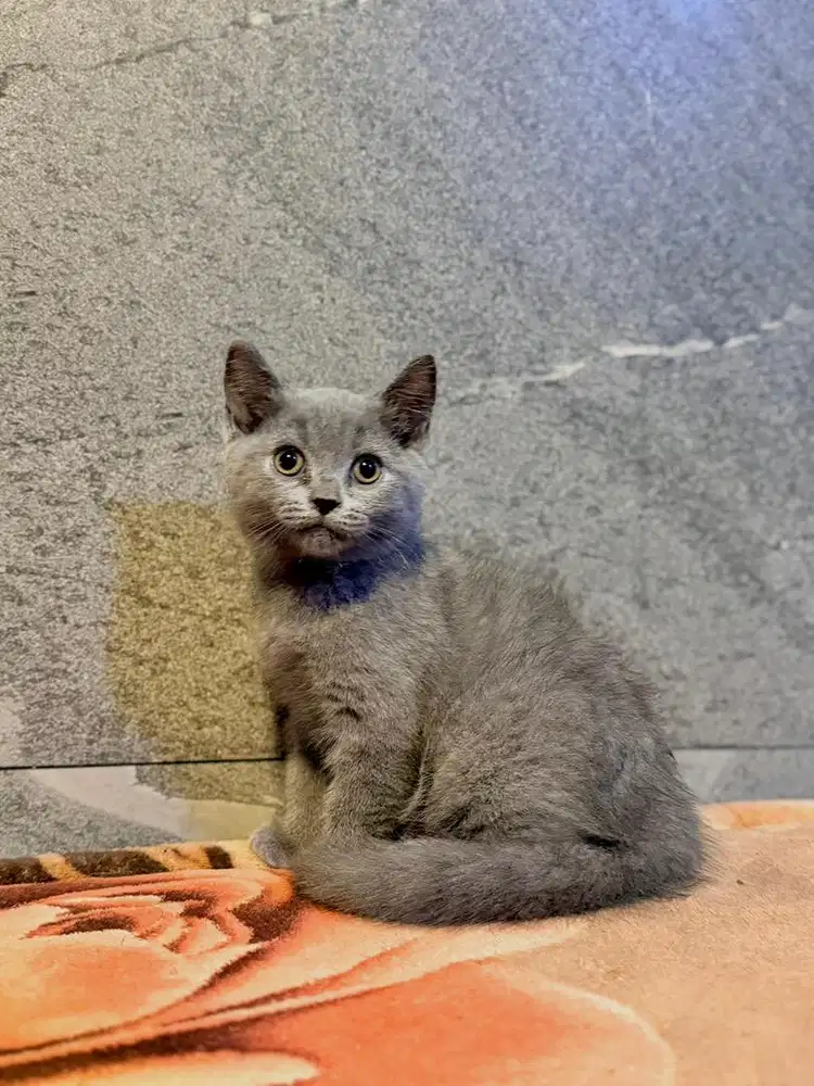 Bsh blue solid murah