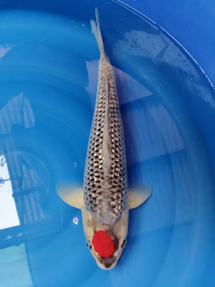 Koi Tancho Goshiki Ginrin Import Kawakami