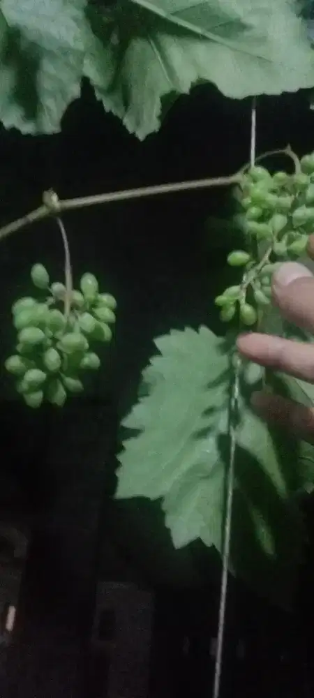 Bibit pohon anggur Jupiter (Tabulampot)