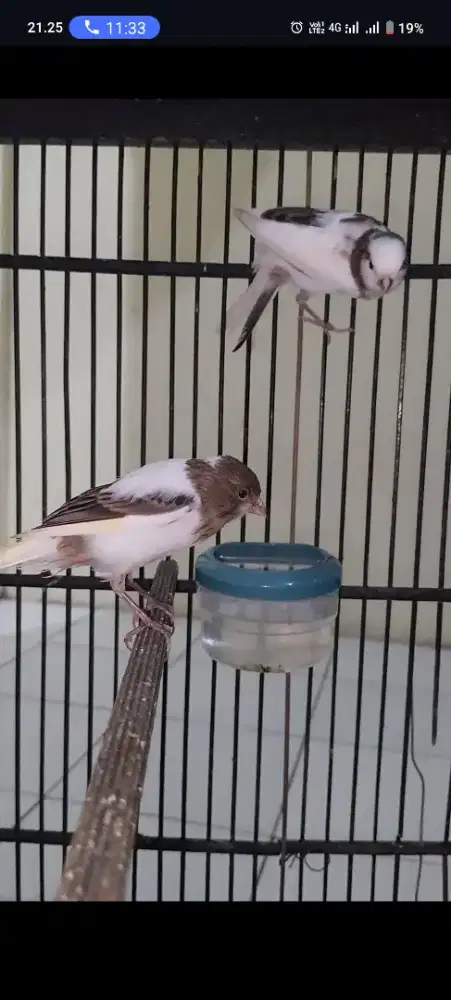 Kenari paud loper bahan dan roldot