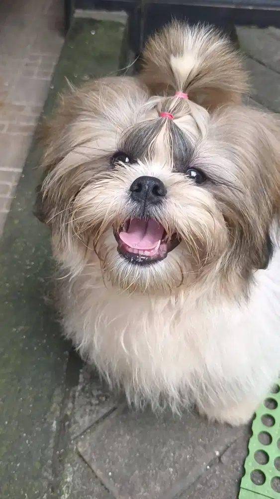 Shihtzu, Jantan