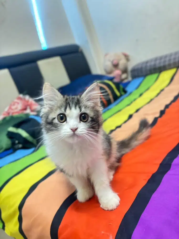 Kitten persia medium