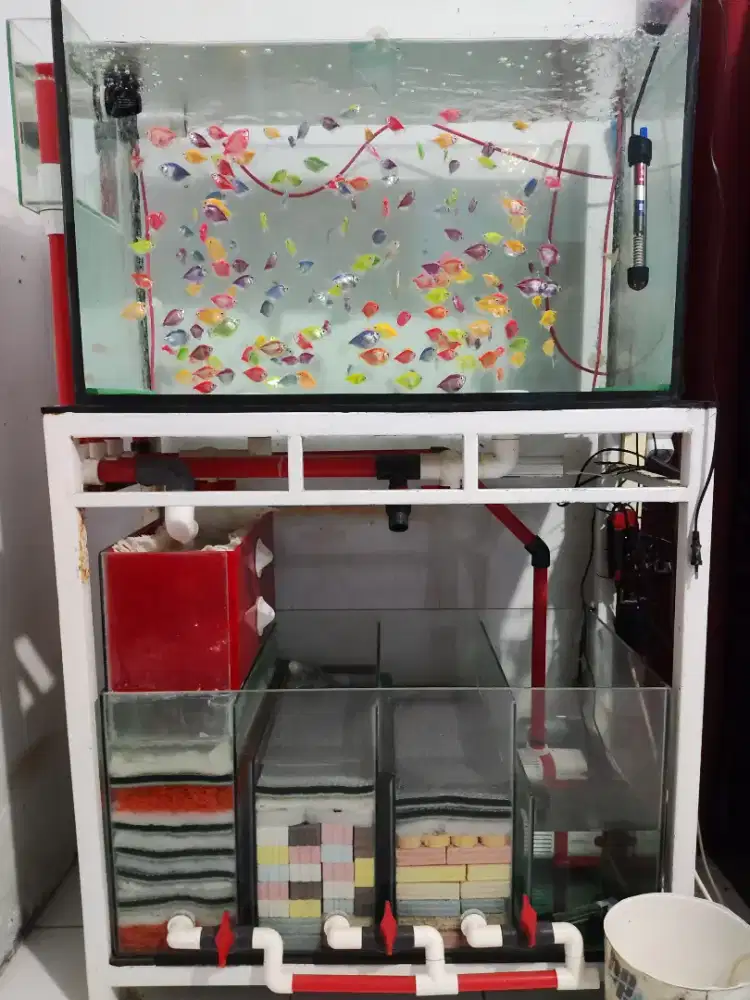 Aquarium ikan + ikan