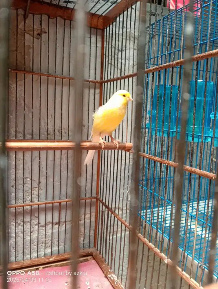 burung kenari loper big