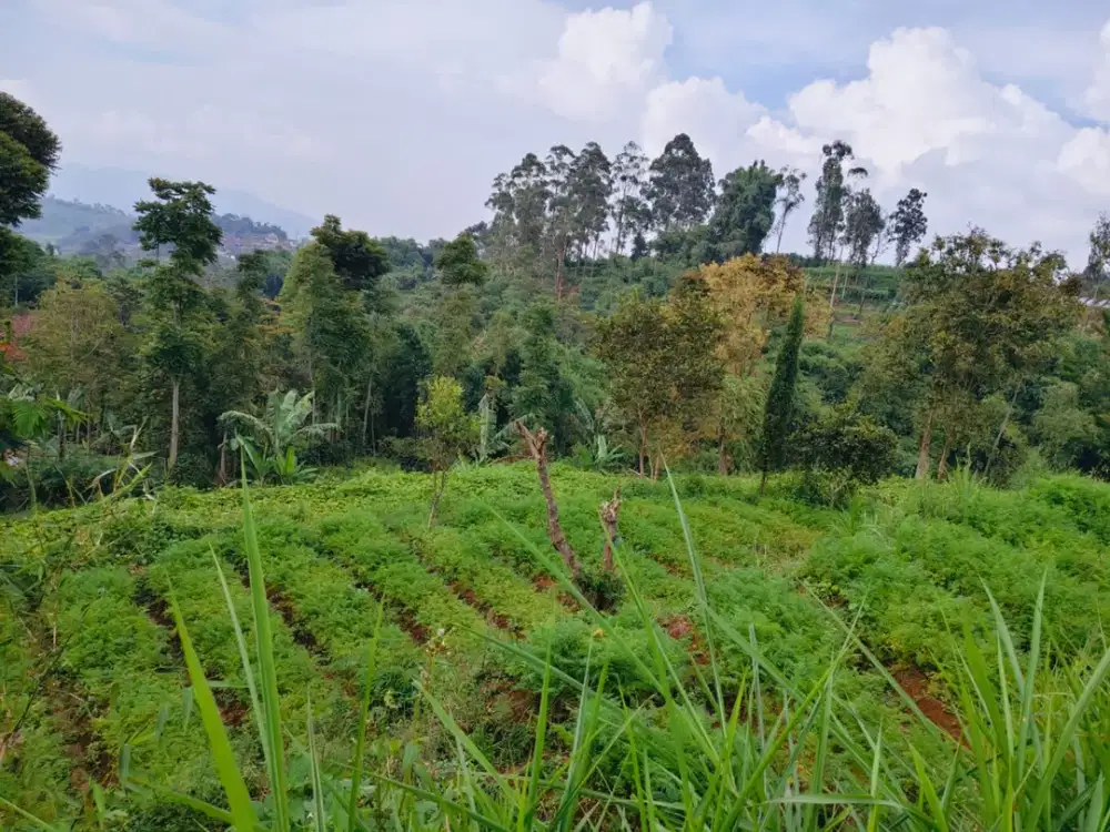 Dijual Tanah Padat Dibawah HArga PAsaran TEnjolaya Ciwidey