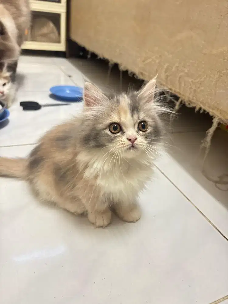 Munchkin non standar