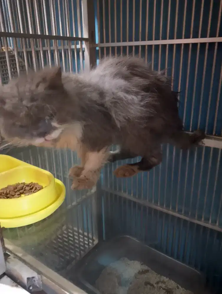 Persia flat LH grey and white