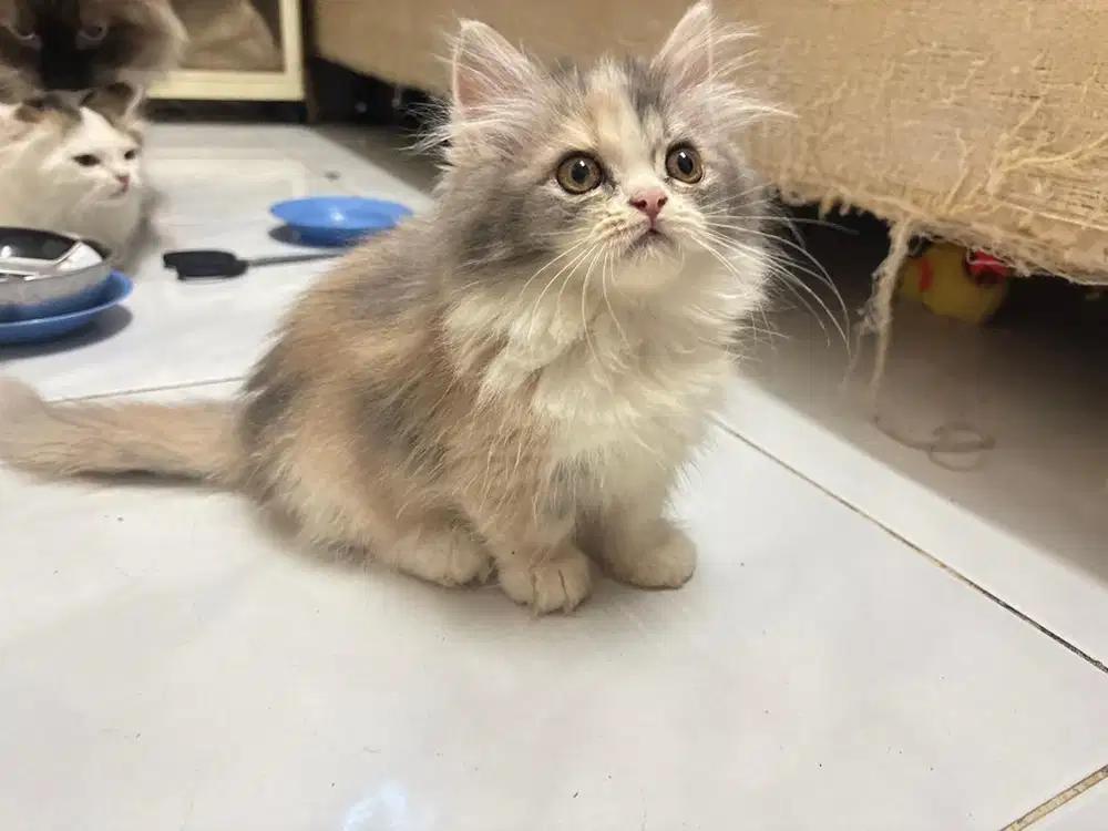 Munchkin Non standar