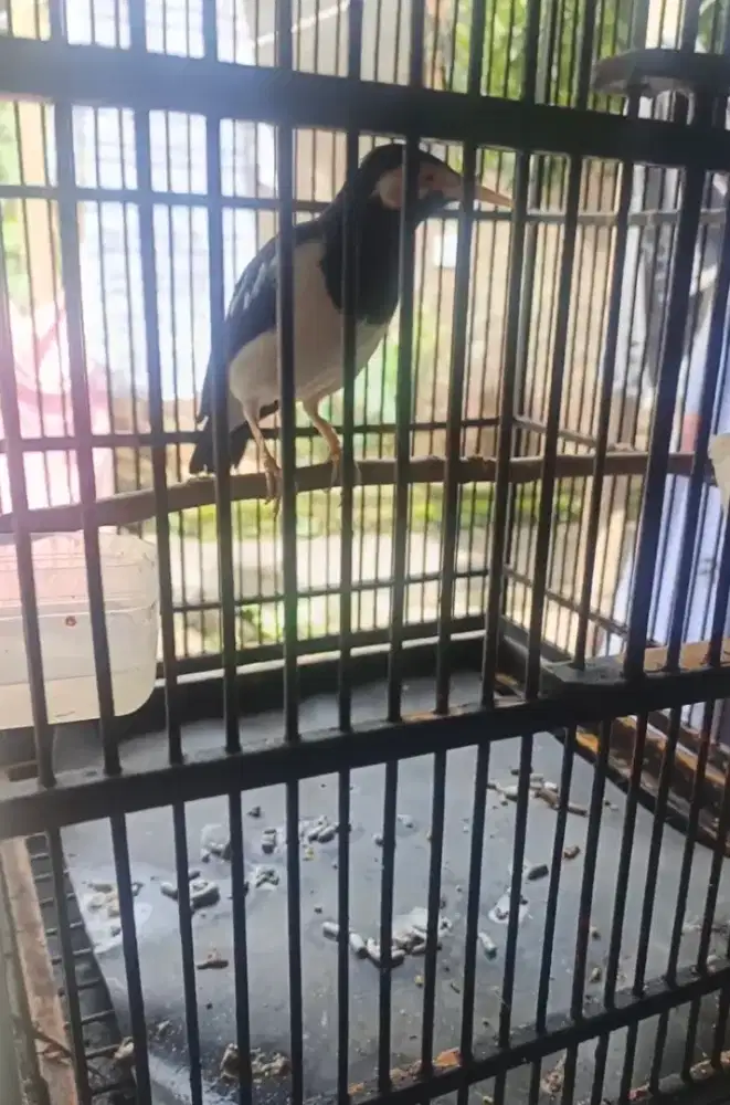 Jalan suren jinak deker