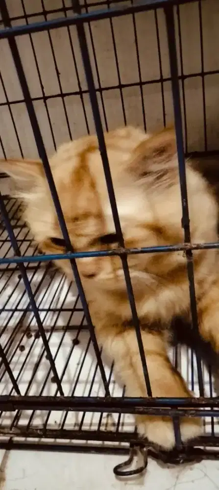 Jual cepet guys kucing persia