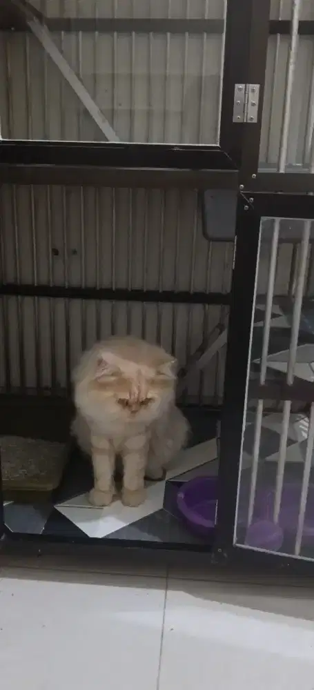 Lepas Adopt Sepasang Kucing Persia Flatnose