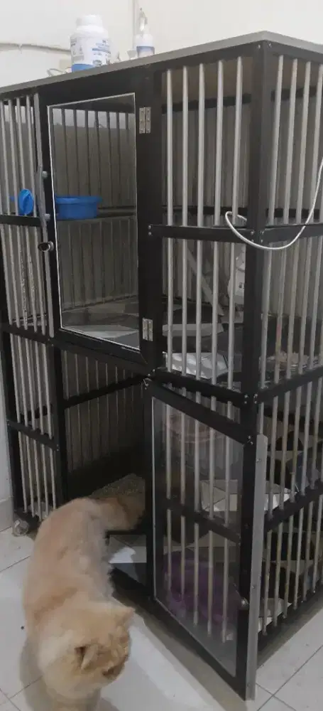 Lepas Adopt Sepasang Kucing Persia Flatnose