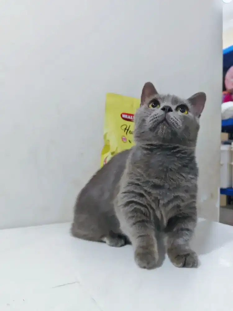 BSH MUNCHKIN JANTAN BLUE SOLID KITTEN