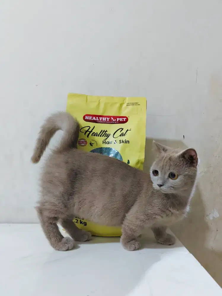 MUNCHKIN BSH FOLD BETINA KITTEN LILAC