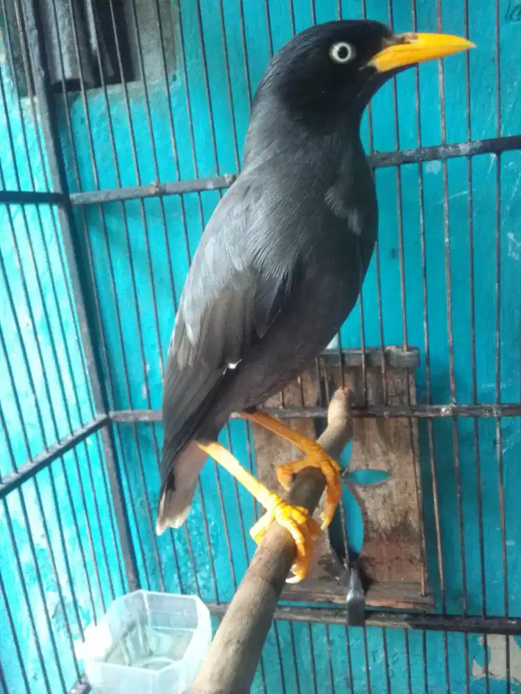 JALAK KEBO MATA PUTIH WARNA BLOROK ADA PUTIH NYA DI DADA 1 JUTA FULSET