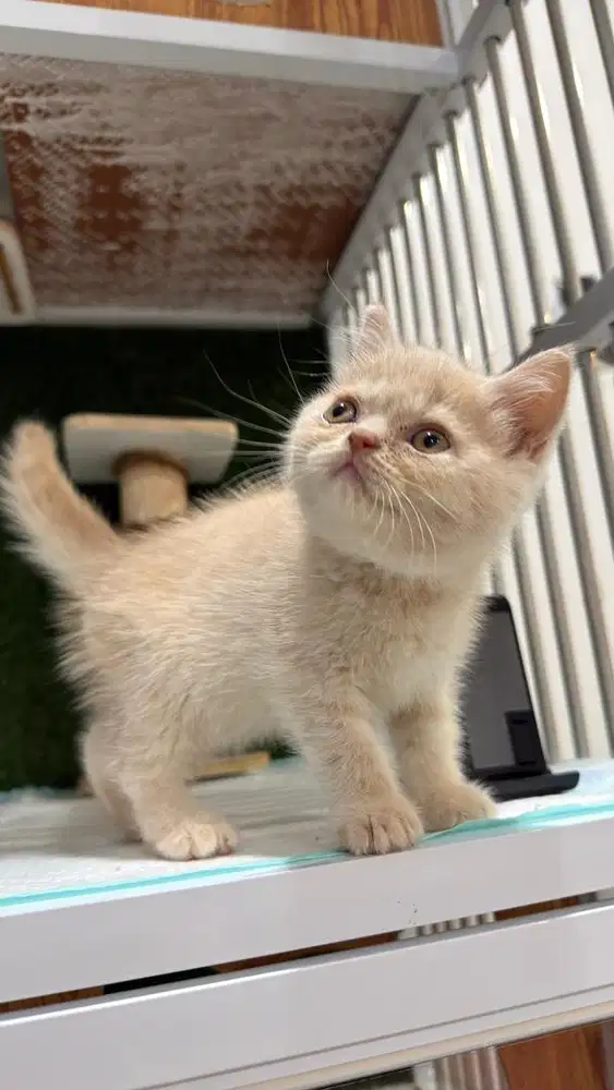 BSH BRITISH SHORT HAIR