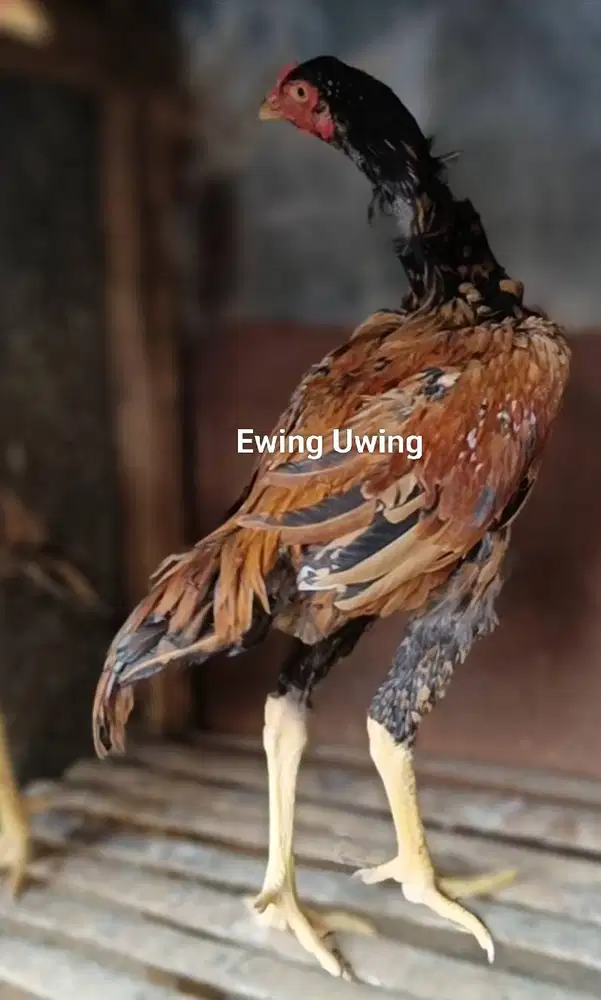 Ayam Bangkok Edisi SHAMO EROPA Trah Zhuckter