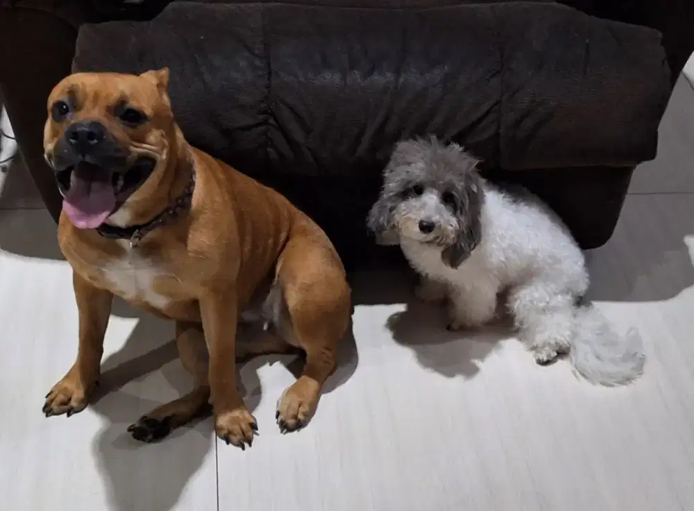 Pet Grooming Kelapa Gading