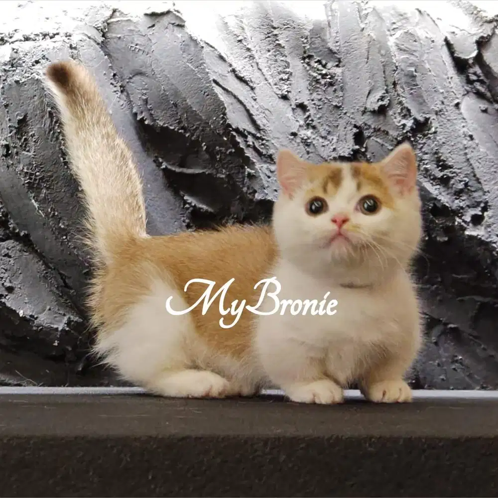 Kucing munchkin british anakan import cantikk