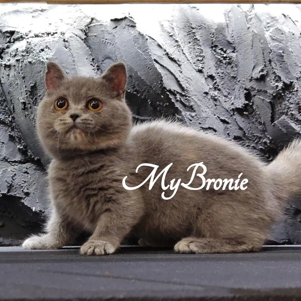 Kucing munchkin british betina 4 bulan